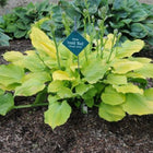 Hosta 'Arnold Black' displayed in a garden setting showing its golden-yellow leaves and spreading mound habit.