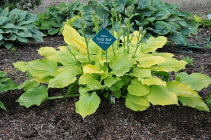 Hosta 'Arnold Black' displayed in a garden setting showing its golden-yellow leaves and spreading mound habit.