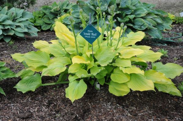 Hosta 'Arnold Black' displayed in a garden setting showing its golden-yellow leaves and spreading mound habit.