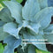 "Hosta 'Astral Biss' displaying its powder blue leaves and piecrust edge."