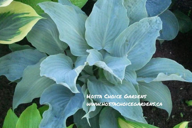 "Hosta 'Astral Biss' displaying its powder blue leaves and piecrust edge."
