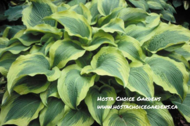 "Hosta 'Atlantis' makes a wonderful mound of yellow margined leaves that are ruffled and corrugated.