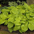 Hosta 'August Moon' sits beside a mature tree displaying its golden brilliance and spreading habit.