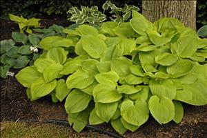 Hosta 'August Moon' sits beside a mature tree displaying its golden brilliance and spreading habit.
