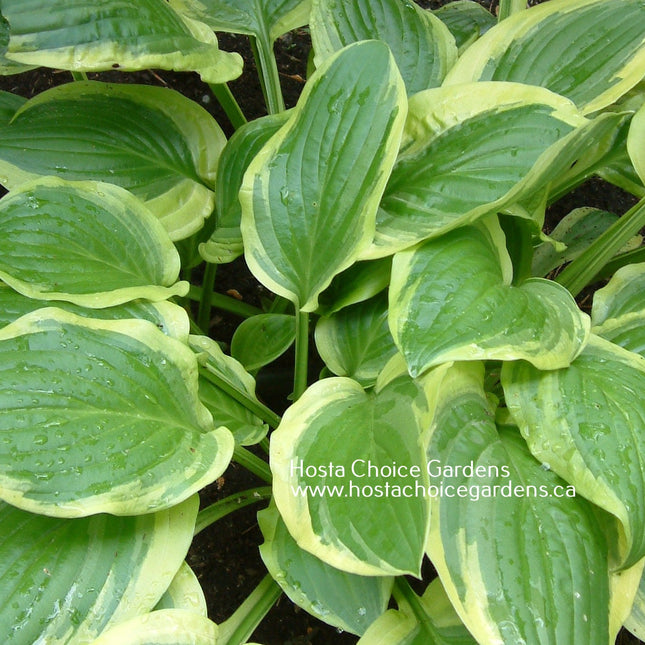 Hosta 'Austin Dickinson' displays its Spring foliage colours, featuring a blue-green center and creamy white margin.