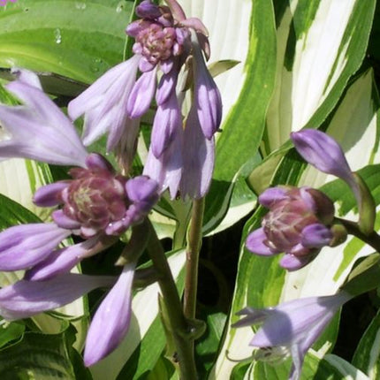A close up picture of the lavender flower blooms on Hosta 'Autumn Ridge'.