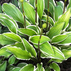 Close-up of Hosta 'Autumn Ridge' showing variegated leaves with a crisp white margins.