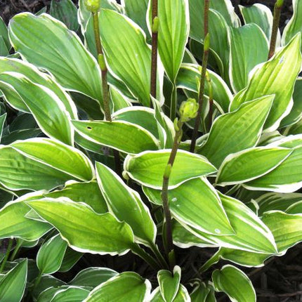 Close-up of Hosta 'Autumn Ridge' showing variegated leaves with a crisp white margins.