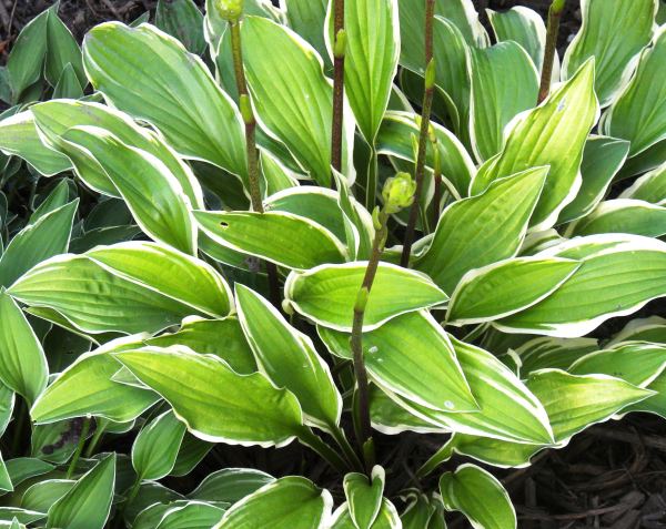 Close-up of Hosta 'Autumn Ridge' showing variegated leaves with a crisp white margins.