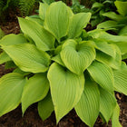 Hosta 'Avalanche' displayed in the Spring with light-green  leaf centres and  chartreuse coloured margins.