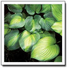 A close-up picture of the leaves of Hosta 'Avocado' which display a bright gold centre and an uneven avocado-coloured margin.