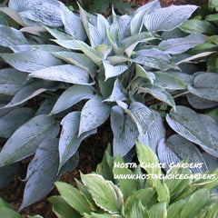 "Hosta 'Awakening Angel' sports a wonderful waxy soft-blue leaf that is lance-shaped and heavily veined.