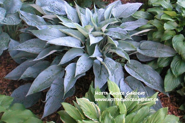 "Hosta 'Awakening Angel' sports a wonderful waxy soft-blue leaf that is lance-shaped and heavily veined.