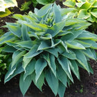 Hosta 'Awakening Angel' displayed in the Hosta Choice garden beds in early Spring.