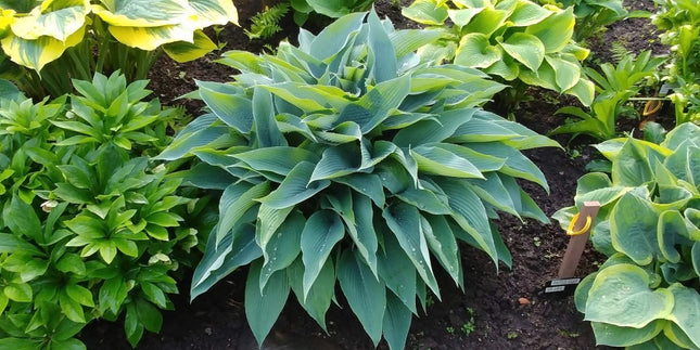 Hosta 'Awakening Angel' displayed in the Hosta Choice garden beds in early Spring.
