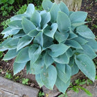 Hosta 'Azure Cherub' in a garden setting displaying thick frosty blue leaves in a tight symmetrical clump.