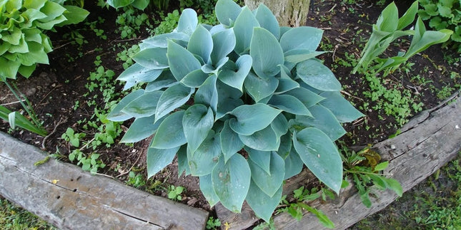 Hosta 'Azure Cherub' in a garden setting displaying thick frosty blue leaves in a tight symmetrical clump.
