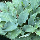 Close-up of the blue-green, frilly leaves of Hosta 'Azure Frills'.