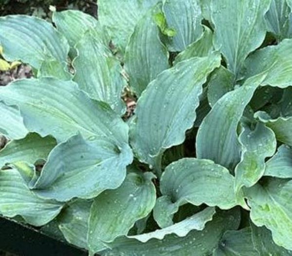 Close-up of the blue-green, frilly leaves of Hosta 'Azure Frills'.