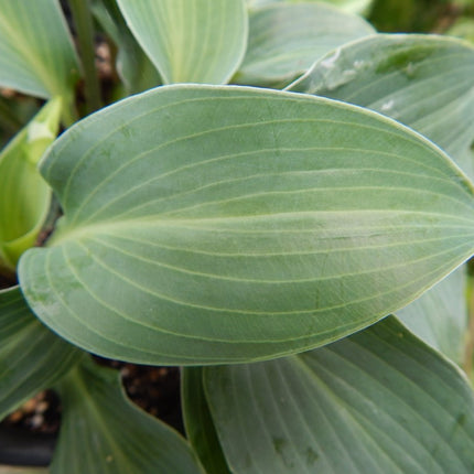 "Hosta 'Azuretini' leaf showing the blue-green leaf colour and deep veins."