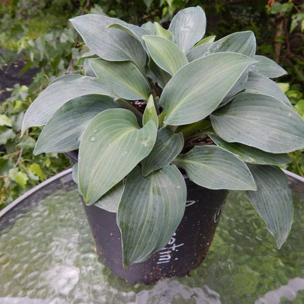 "Hosta 'Azuretini' displaying beautiful glossy blue-green leaves."