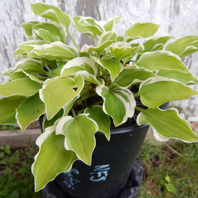 A pot of Hosta 'Baby Booties' displayed in front of a wood fence