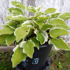 A pot of Hosta 'Baby Booties' displayed in front of a wood fence