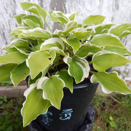 A pot of Hosta 'Baby Booties' displayed in front of a wood fence