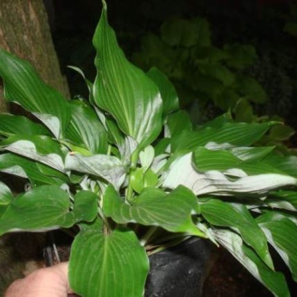 a pot of Hosta 'Baja White' being held up to display its twisted green leaves and white leaf backs.