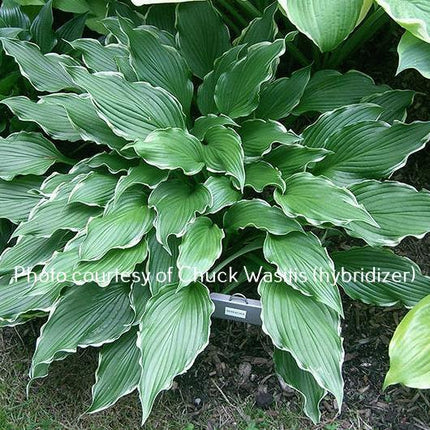 "Hosta 'Barracuda' displaying wavy green leaves with a narrow white margin."