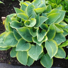 The variegated colouring of hosta 'Battle Star' is on full display in this Springtime garden image.