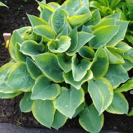 The variegated colouring of hosta 'Battle Star' is on full display in this Springtime garden image.