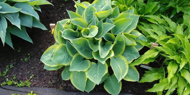 The variegated colouring of hosta 'Battle Star' is on full display in this Springtime garden image.