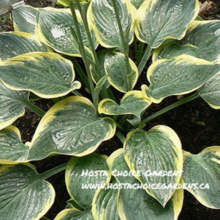 "Hosta 'Battle Star' is a sight to behold with its heart-shaped leaves of dark grey-green and vibrant yellow margins."