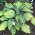 A clump of hosta 'Beckoning' in mid-June showing secondary leaves emerging with a blue-green haze.