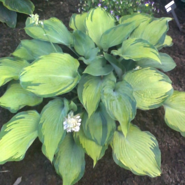 A clump of hosta 'Beckoning' in mid-June showing secondary leaves emerging with a blue-green haze.