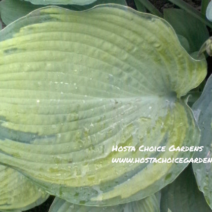 A picture of a typical leaf of Hosta 'Beckoning'  showing the unique blue-green margin and frosted yellow centre.