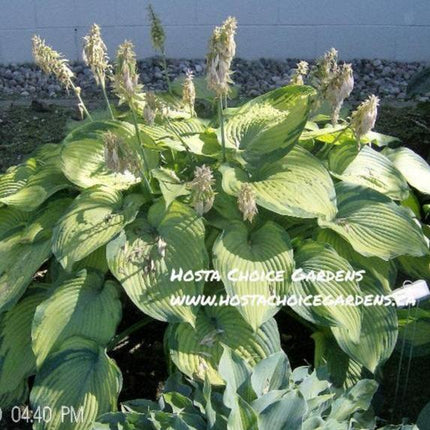 Hosta 'Beckoning' showcased in a garden setting just after blooming.