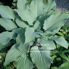 Hosta 'Becky's Choice' in a garden setting and showing off the powder blue colouring of its undulating foliage. 