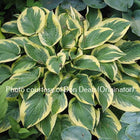 Hosta 'Bedazzled' with corrugated blue-green leaves and golden-yellow margins. Displayed in a garden setting.