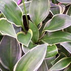 Close up of Hosta 'Bedford's Rise and Shine' showing the glossy green leaves and creamy-white early summer colouring of the margin.