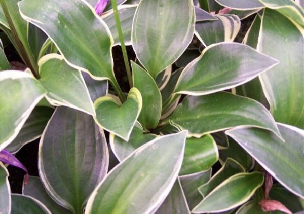 Close up of Hosta 'Bedford's Rise and Shine' showing the glossy green leaves and creamy-white early summer colouring of the margin.