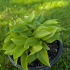 A pot of Hosta 'Bells of Edinborough' displayed in a nursery pot and sitting on the lawn.
