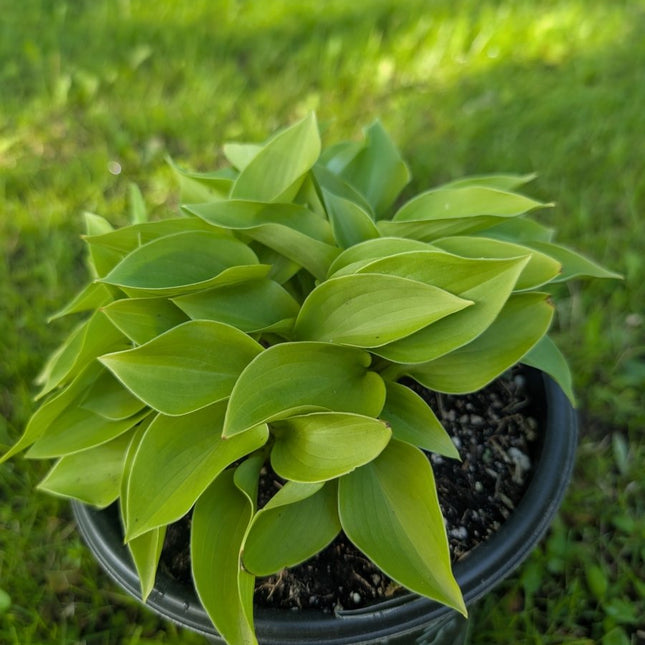A pot of Hosta 'Bells of Edinborough' displayed in a nursery pot and sitting on the lawn.