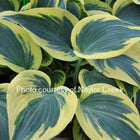 Close-up of Hosta 'Ben Vernooij' displaying thick blue leaves  accented by a wide feathered creamy-yellow border.
