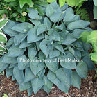 Hosta 'Benedict's Blue Eyes' in a garden setting displaying is sapphire coloured foliage.
