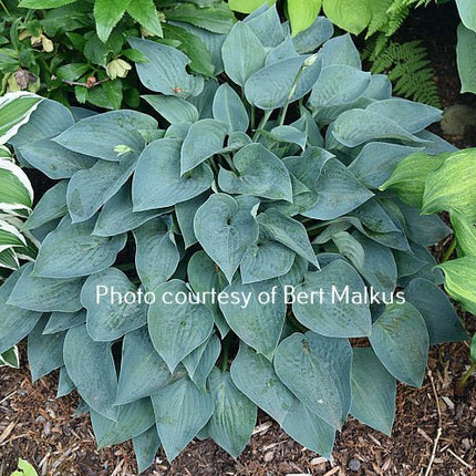 Hosta 'Benedict's Blue Eyes' in a garden setting displaying is sapphire coloured foliage.