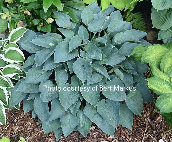 Hosta 'Benedict's Blue Eyes' in a garden setting displaying is sapphire coloured foliage.