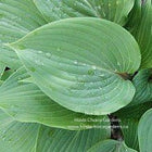 Close-up of Hosta 'Best of Twenty' with its heart-shaped beryl-blue leaves.