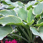 Hosta 'Beverly Sills' stands tall in a garden setting proudly displaying dark green leaves with luminous off-white margins.